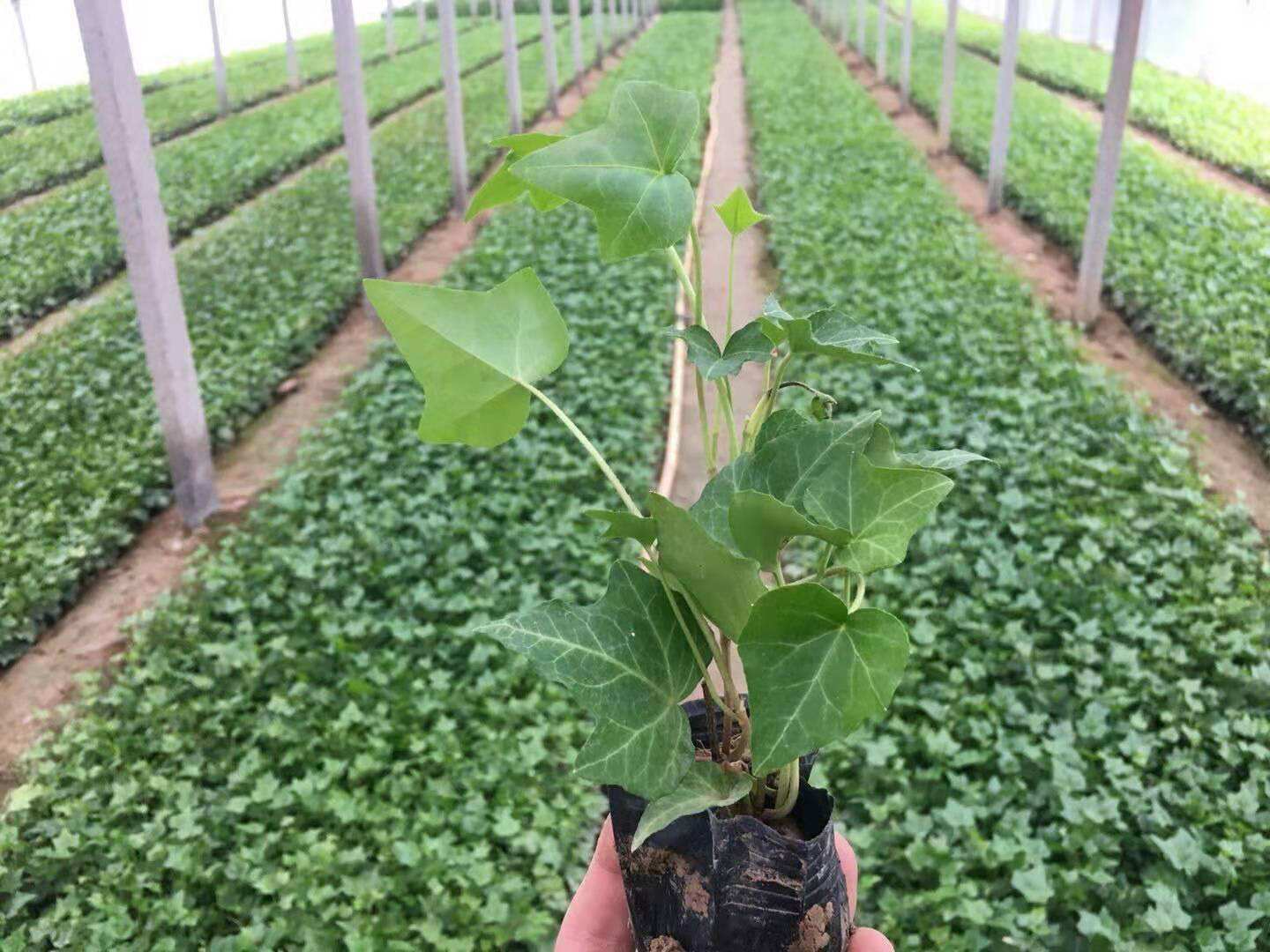 �����B�ַ���ϵ�y���ǻ��r�I���r�Iʾ���^�еđ��÷���